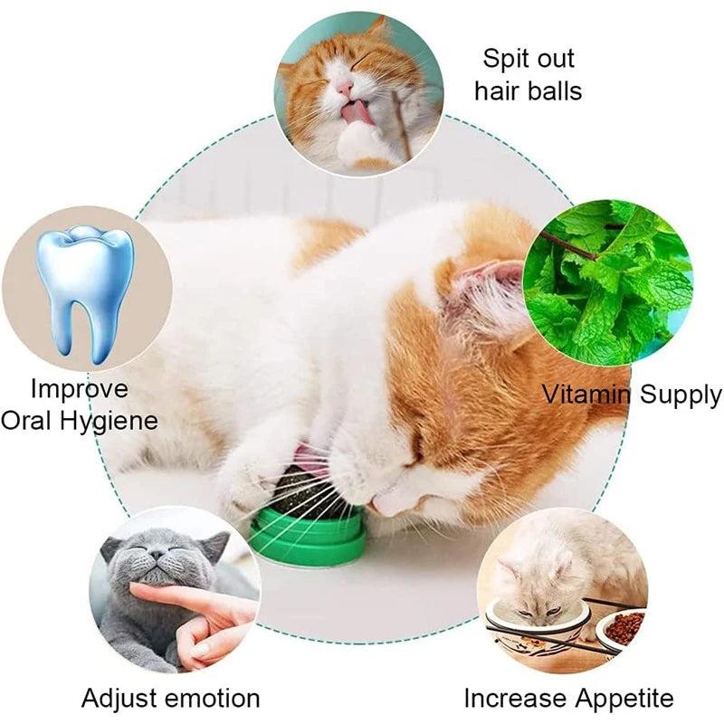 Catnip Balls - Lickable Snack and Dental Toy for Small to Medium Cats